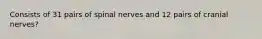 Consists of 31 pairs of spinal nerves and 12 pairs of cranial nerves?