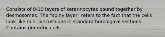 Consists of 8-10 layers of keratinocytes bound together by desmosomes. The "spiny layer" refers to the fact that the cells look like mini pincushions in standard horological sections. Contains dendritic cells.