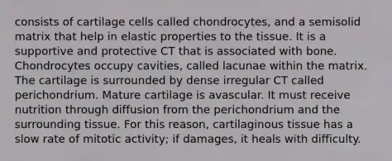 consists of cartilage cells called chondrocytes, and a semisolid matrix that help in elastic properties to the tissue. It is a supportive and protective CT that is associated with bone. Chondrocytes occupy cavities, called lacunae within the matrix. The cartilage is surrounded by dense irregular CT called perichondrium. Mature cartilage is avascular. It must receive nutrition through diffusion from the perichondrium and the surrounding tissue. For this reason, cartilaginous tissue has a slow rate of mitotic activity; if damages, it heals with difficulty.