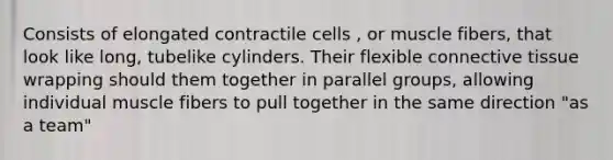 Consists of elongated contractile cells , or muscle fibers, that look like long, tubelike cylinders. Their flexible connective tissue wrapping should them together in parallel groups, allowing individual muscle fibers to pull together in the same direction "as a team"