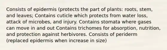 Consists of epidermis (protects the part of plants: roots, stem, and leaves; Contains cuticle which protects from water loss, attack of microbes, and injury. Contains stomata where gases can move in and out Contains trichomes for absorption, nutrition, and protection against herbivores. Consists of periderm (replaced epidermis when increase in size)