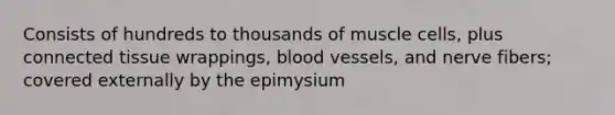 Consists of hundreds to thousands of muscle cells, plus connected tissue wrappings, blood vessels, and nerve fibers; covered externally by the epimysium