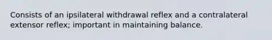 Consists of an ipsilateral withdrawal reflex and a contralateral extensor reflex; important in maintaining balance.