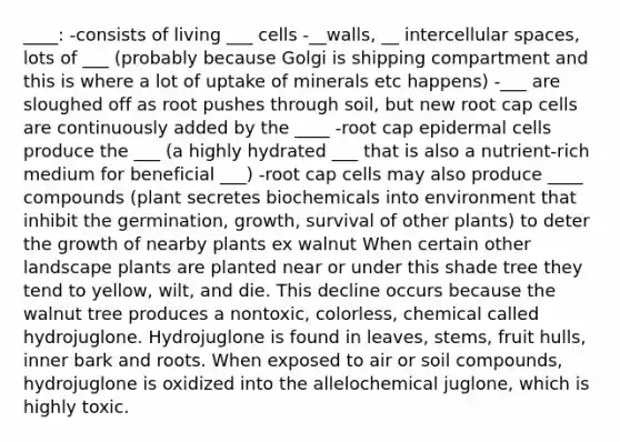 ____: -consists of living ___ cells -__walls, __ intercellular spaces, lots of ___ (probably because Golgi is shipping compartment and this is where a lot of uptake of minerals etc happens) -___ are sloughed off as root pushes through soil, but new root cap cells are continuously added by the ____ -root cap epidermal cells produce the ___ (a highly hydrated ___ that is also a nutrient-rich medium for beneficial ___) -root cap cells may also produce ____ compounds (plant secretes biochemicals into environment that inhibit the germination, growth, survival of other plants) to deter the growth of nearby plants ex walnut When certain other landscape plants are planted near or under this shade tree they tend to yellow, wilt, and die. This decline occurs because the walnut tree produces a nontoxic, colorless, chemical called hydrojuglone. Hydrojuglone is found in leaves, stems, fruit hulls, inner bark and roots. When exposed to air or soil compounds, hydrojuglone is oxidized into the allelochemical juglone, which is highly toxic.