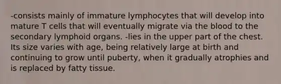 -consists mainly of immature lymphocytes that will develop into mature T cells that will eventually migrate via the blood to the secondary lymphoid organs. -lies in the upper part of the chest. Its size varies with age, being relatively large at birth and continuing to grow until puberty, when it gradually atrophies and is replaced by fatty tissue.