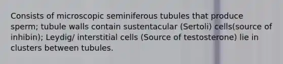 Consists of microscopic seminiferous tubules that produce sperm; tubule walls contain sustentacular (Sertoli) cells(source of inhibin); Leydig/ interstitial cells (Source of testosterone) lie in clusters between tubules.