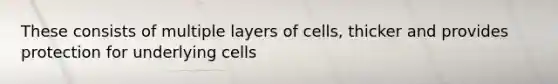 These consists of multiple layers of cells, thicker and provides protection for underlying cells