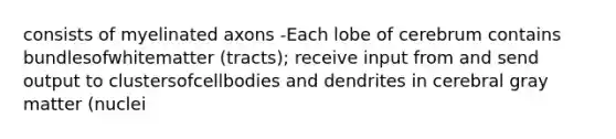 consists of myelinated axons -Each lobe of cerebrum contains bundlesofwhitematter (tracts); receive input from and send output to clustersofcellbodies and dendrites in cerebral gray matter (nuclei