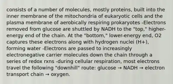 consists of a number of molecules, mostly proteins, built into the inner membrane of the mitochondria of eukaryotic cells and the plasma membrane of aerobically respiring prokaryotes -Electrons removed from glucose are shuttled by NADH to the "top," higher-energy end of the chain. At the "bottom," lower-energy end, O2 captures these electrons along with hydrogen nuclei (H+), forming water -Electrons are passed to increasingly electronegative carrier molecules down the chain through a series of redox rxns -during cellular respiration, most electrons travel the following "downhill" route: glucose → NADH → electron transport chain → oxygen.