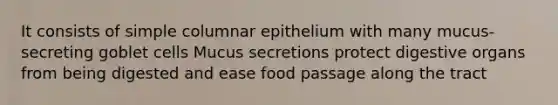 It consists of simple columnar epithelium with many mucus-secreting goblet cells Mucus secretions protect digestive organs from being digested and ease food passage along the tract