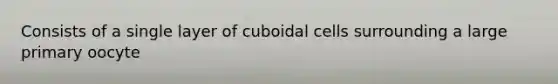 Consists of a single layer of cuboidal cells surrounding a large primary oocyte