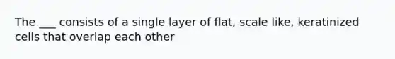 The ___ consists of a single layer of flat, scale like, keratinized cells that overlap each other