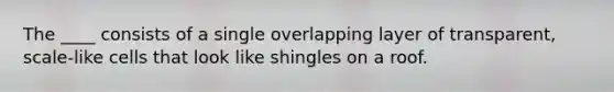 The ____ consists of a single overlapping layer of transparent, scale-like cells that look like shingles on a roof.