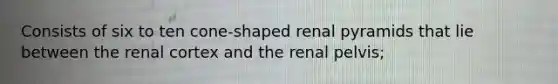 Consists of six to ten cone-shaped renal pyramids that lie between the renal cortex and the renal pelvis;