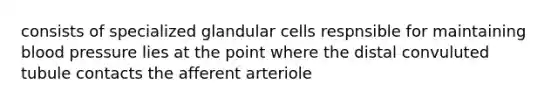 consists of specialized glandular cells respnsible for maintaining blood pressure lies at the point where the distal convuluted tubule contacts the afferent arteriole