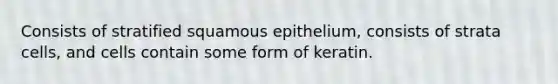 Consists of stratified squamous epithelium, consists of strata cells, and cells contain some form of keratin.