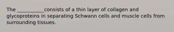 The ___________consists of a thin layer of collagen and glycoproteins in separating Schwann cells and muscle cells from surrounding tissues.