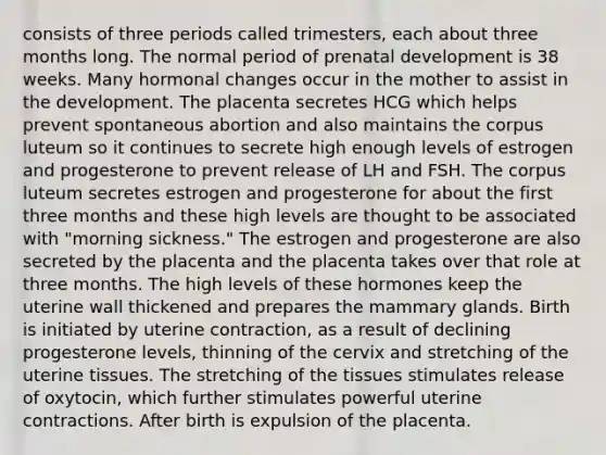 consists of three periods called trimesters, each about three months long. The normal period of prenatal development is 38 weeks. Many hormonal changes occur in the mother to assist in the development. The placenta secretes HCG which helps prevent spontaneous abortion and also maintains the corpus luteum so it continues to secrete high enough levels of estrogen and progesterone to prevent release of LH and FSH. The corpus luteum secretes estrogen and progesterone for about the first three months and these high levels are thought to be associated with "morning sickness." The estrogen and progesterone are also secreted by the placenta and the placenta takes over that role at three months. The high levels of these hormones keep the uterine wall thickened and prepares the mammary glands. Birth is initiated by uterine contraction, as a result of declining progesterone levels, thinning of the cervix and stretching of the uterine tissues. The stretching of the tissues stimulates release of oxytocin, which further stimulates powerful uterine contractions. After birth is expulsion of the placenta.