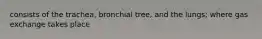 consists of the trachea, bronchial tree, and the lungs; where gas exchange takes place