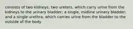 consists of two kidneys; two ureters, which carry urine from the kidneys to the urinary bladder; a single, midline urinary bladder; and a single urethra, which carries urine from the bladder to the outside of the body