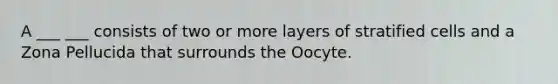 A ___ ___ consists of two or more layers of stratified cells and a Zona Pellucida that surrounds the Oocyte.