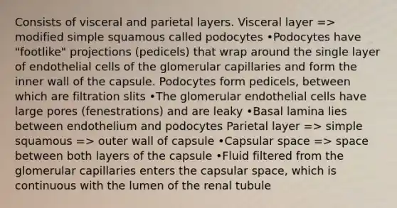 Consists of visceral and parietal layers. Visceral layer => modified simple squamous called podocytes •Podocytes have "footlike" projections (pedicels) that wrap around the single layer of endothelial cells of the glomerular capillaries and form the inner wall of the capsule. Podocytes form pedicels, between which are filtration slits •The glomerular endothelial cells have large pores (fenestrations) and are leaky •Basal lamina lies between endothelium and podocytes Parietal layer => simple squamous => outer wall of capsule •Capsular space => space between both layers of the capsule •Fluid filtered from the glomerular capillaries enters the capsular space, which is continuous with the lumen of the renal tubule