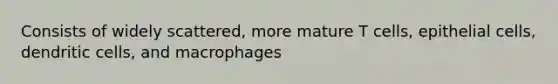 Consists of widely scattered, more mature T cells, epithelial cells, dendritic cells, and macrophages