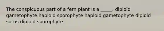 The conspicuous part of a fern plant is a _____. diploid gametophyte haploid sporophyte haploid gametophyte diploid sorus diploid sporophyte