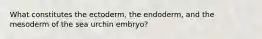 What constitutes the ectoderm, the endoderm, and the mesoderm of the sea urchin embryo?