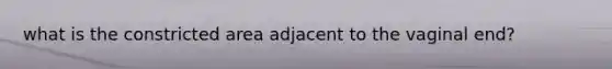 what is the constricted area adjacent to the vaginal end?