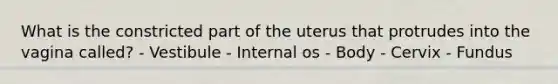 What is the constricted part of the uterus that protrudes into the vagina called? - Vestibule - Internal os - Body - Cervix - Fundus