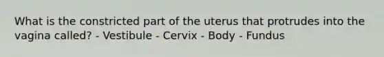 What is the constricted part of the uterus that protrudes into the vagina called? - Vestibule - Cervix - Body - Fundus