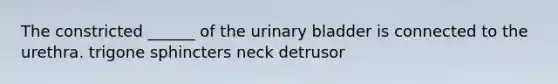 The constricted ______ of the urinary bladder is connected to the urethra. trigone sphincters neck detrusor