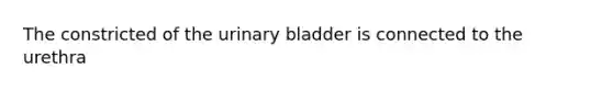 The constricted of the urinary bladder is connected to the urethra