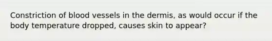 Constriction of blood vessels in the dermis, as would occur if the body temperature dropped, causes skin to appear?