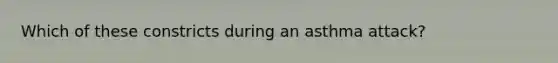 Which of these constricts during an asthma attack?