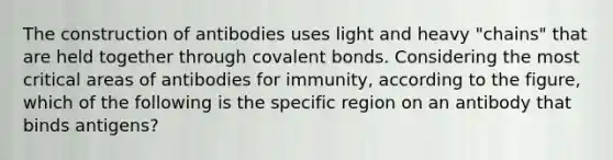 The construction of antibodies uses light and heavy "chains" that are held together through covalent bonds. Considering the most critical areas of antibodies for immunity, according to the figure, which of the following is the specific region on an antibody that binds antigens?