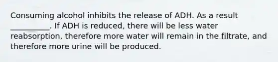 Consuming alcohol inhibits the release of ADH. As a result __________. If ADH is reduced, there will be less water reabsorption, therefore more water will remain in the filtrate, and therefore more urine will be produced.