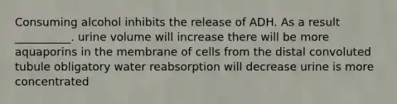 Consuming alcohol inhibits the release of ADH. As a result __________. urine volume will increase there will be more aquaporins in the membrane of cells from the distal convoluted tubule obligatory water reabsorption will decrease urine is more concentrated