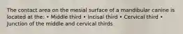 The contact area on the mesial surface of a mandibular canine is located at the: • Middle third • Incisal third • Cervical third • Junction of the middle and cervical thirds