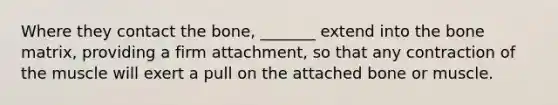 Where they contact the bone, _______ extend into the bone matrix, providing a firm attachment, so that any contraction of the muscle will exert a pull on the attached bone or muscle.