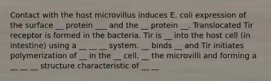 Contact with the host microvillus induces E. coli expression of the surface __ protein ___ and the __ protein __. Translocated Tir receptor is formed in the bacteria. Tir is __ into the host cell (in intestine) using a __ __ __ system. __ binds __ and Tir initiates polymerization of __ in the __ cell, __ the microvilli and forming a __ __ __ structure characteristic of __ __