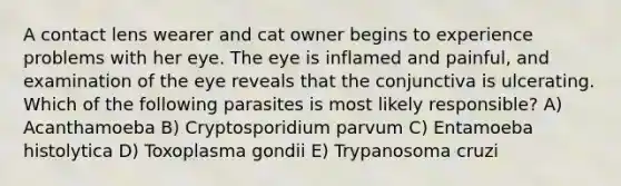 A contact lens wearer and cat owner begins to experience problems with her eye. The eye is inflamed and painful, and examination of the eye reveals that the conjunctiva is ulcerating. Which of the following parasites is most likely responsible? A) Acanthamoeba B) Cryptosporidium parvum C) Entamoeba histolytica D) Toxoplasma gondii E) Trypanosoma cruzi