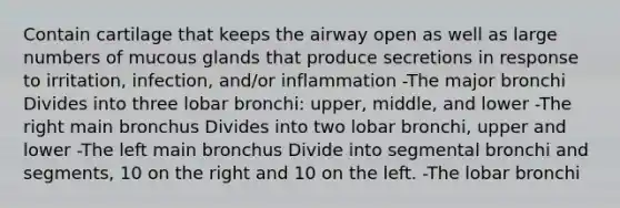 Contain cartilage that keeps the airway open as well as large numbers of mucous glands that produce secretions in response to irritation, infection, and/or inflammation -The major bronchi Divides into three lobar bronchi: upper, middle, and lower -The right main bronchus Divides into two lobar bronchi, upper and lower -The left main bronchus Divide into segmental bronchi and segments, 10 on the right and 10 on the left. -The lobar bronchi