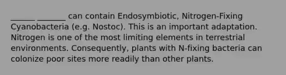 ______ _______ can contain Endosymbiotic, Nitrogen-Fixing Cyanobacteria (e.g. Nostoc). This is an important adaptation. Nitrogen is one of the most limiting elements in terrestrial environments. Consequently, plants with N-fixing bacteria can colonize poor sites more readily than other plants.