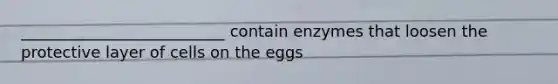 __________________________ contain enzymes that loosen the protective layer of cells on the eggs