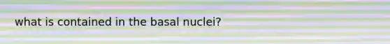 what is contained in the basal nuclei?