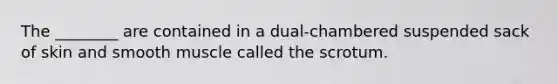 The ________ are contained in a dual-chambered suspended sack of skin and smooth muscle called the scrotum.