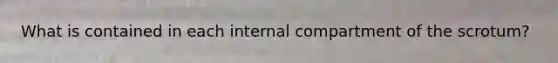 What is contained in each internal compartment of the scrotum?