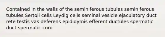 Contained in the walls of the seminiferous tubules seminiferous tubules Sertoli cells Leydig cells seminal vesicle ejaculatory duct rete testis vas deferens epididymis efferent ductules spermatic duct spermatic cord